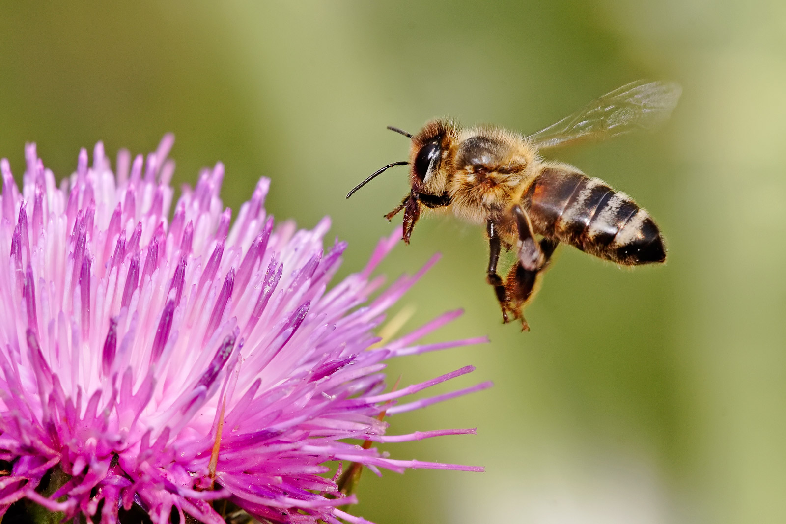 beeonthistle