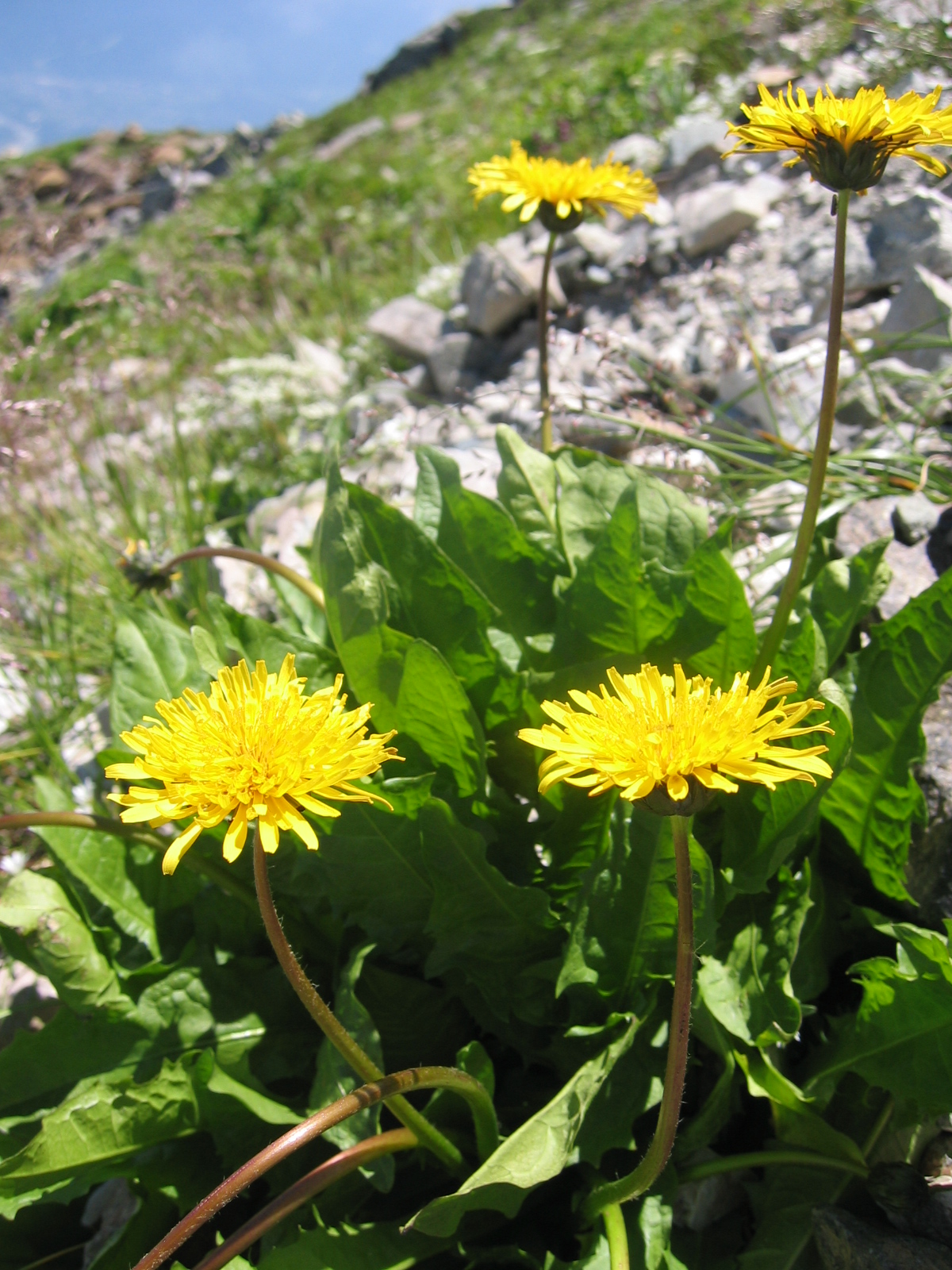 dandelions