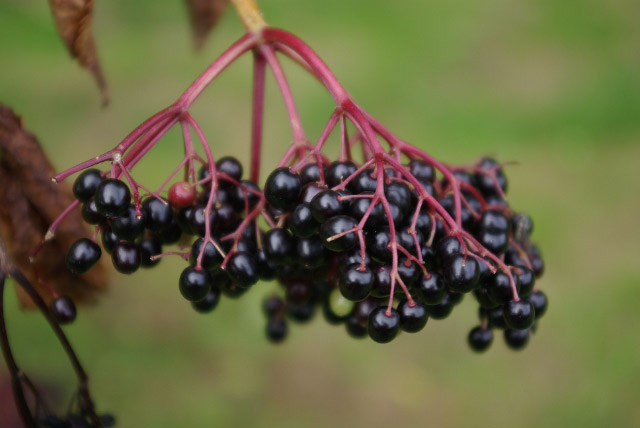 ELDERBERRIES