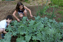 Children harvesting kale